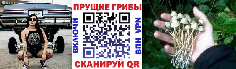Купить закладки Курильск Галлюциногенные грибы MAGIC MUSHROOMS